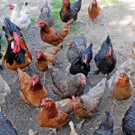 An Der Hagenschen Middelhagen